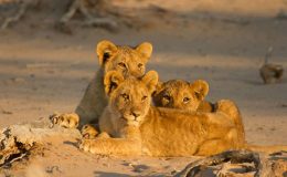 Three desert lion cubs basking in the sun on the sand in Hoanib, Namibia