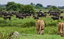 lions hunting buffalo