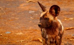 Wild dog at Jaci's Safari Camp, Madikwe South Africa childrens photography safari