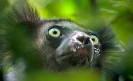 Indri indri face Madagascar Nick Garbutt Planet Earth 2 BBC documentary