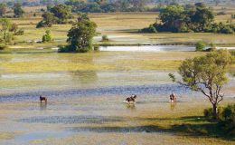 Horse riding in the Okavango Delta Botswana