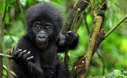 baby mountain gorilla sitting in a tree looking left