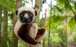 lemur hanging in a tree