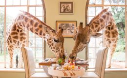 aardvark safaris facts