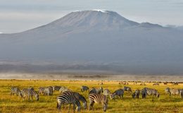 Climbing Mount Kilimanjaro with zebra in the foreground - AndBeyond