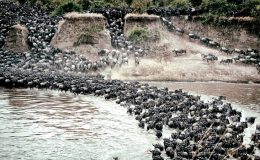 Serengeti Under Canvas, aerial shot of the Wildebeest migration charging kicking up dust in the Serengeti, Tanzania, And Beyond