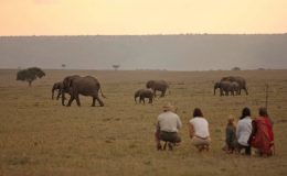 Elephants in Kenya -guests on a walking safari at Elephant Pepper Camp, Masai Mara