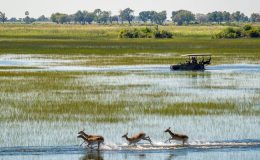Best time to Visit the Okavango Delta