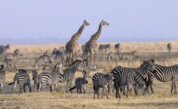 Chada Katavi, zebra and giraffe