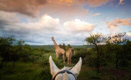 African riding safaris: FAQs