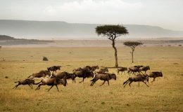 Sayari Camp wildebeest Northern Tanzania