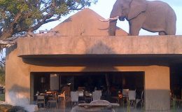 An elephant climbs on a roof at Sabi Sabi