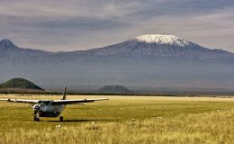 Mount Kilimanjaro an zebra below grazing