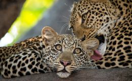 luxury zambia safari