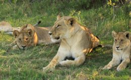 Drumbeat Safaris lion pride Annelies Zonjee-James