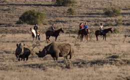 Riding with rhino