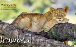 Drumbeat Autumn 2018 front cover lion cub on a tree Aardvark Safaris