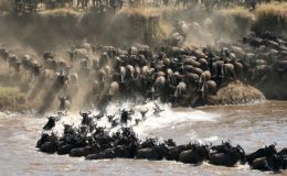 Wildebeest Crossing at the Mara River, Serengeti, Q&A with Nomad Tanzania Guide
