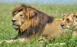 BBC Dynasties - Lion - lions in the Masai Mara