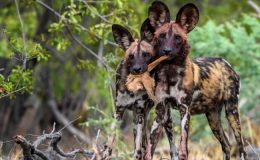 BBC Dynasties - Wild Dog