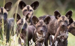 wild dog pack at Laikipia Wilderness