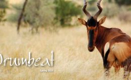 Drumbeat Spring 2019  frontcover