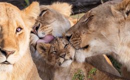 Big Cat Tales