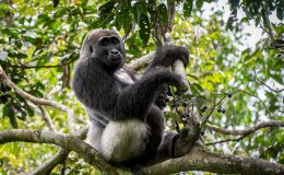 active gorilla tracking