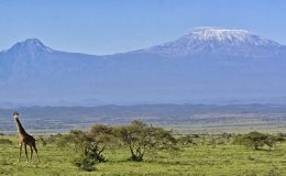 active climbing - giraffe and Mount Kilimanjaro in the distance