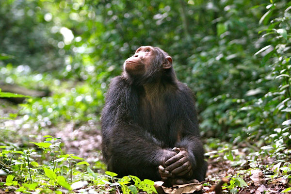 Chimpanzees have complex social structures and spend plenty of time grooming to bond
