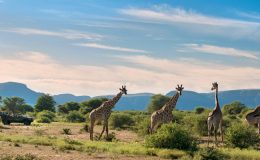 Top Experiences South Africa