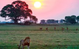 Top experiences Zambia Lion at sunset