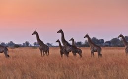 Best places to see Africa’s giraffe