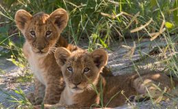 beyond the Okavango Delta - Lebala lion cubs