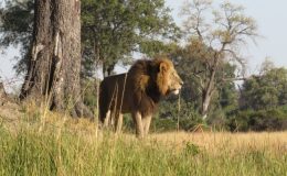 mobile safaris in Botswana - Lion in Botswana