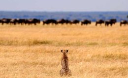 Christmas Safaris in East Africa - Cheetah watching wildebeest in the Serengeti