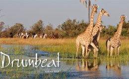 Drumbeat Spring 2019 frontcover with a herd of giraffe and riding safaris in the Okavango Delta, Botswana