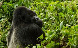 Rwanda and Zambia