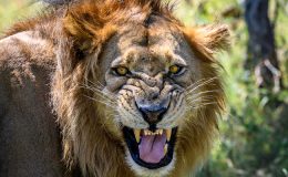 Lions in the Okavango Delta