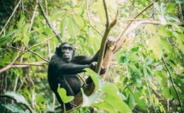  BBC Dynasties Chimp Safaris in Africa