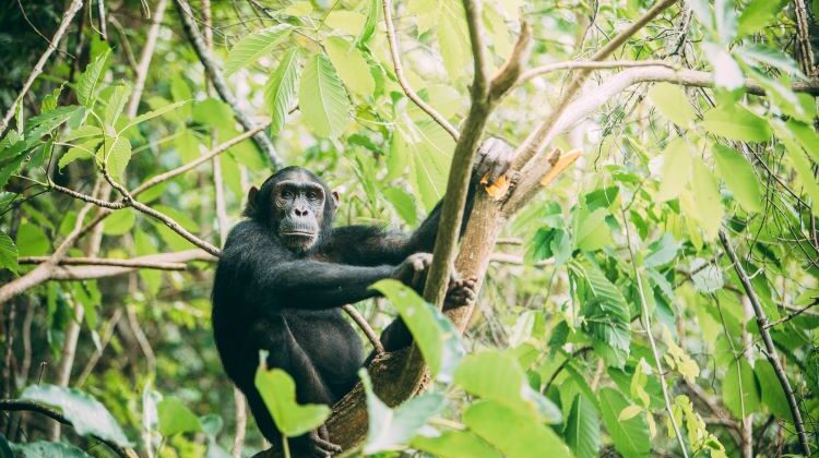  BBC Dynasties Chimp Safaris in Africa