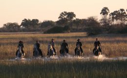 Riding Safari Blog Roundup