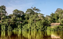 Explore The Congo Basin - Sangha Lodge