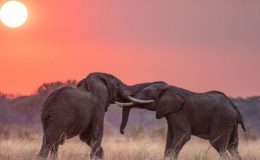 My Tanzania - Q&A with safari guide Hamza at Chada Katavi Lodge