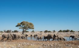 Elephants and zebra at a waterhole in Namibia