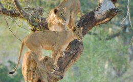 Lion at Makuleke