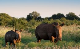  MADIKWE – SECRET SOUTH AFRICA -two white rhinos