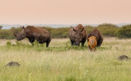One Stop Wonders – South Africa