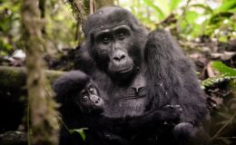 Bwindi Impenetrable Rainforest - gorilla mum and baby