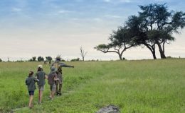 Somalisa Acacia Walking safari unususal family holidays